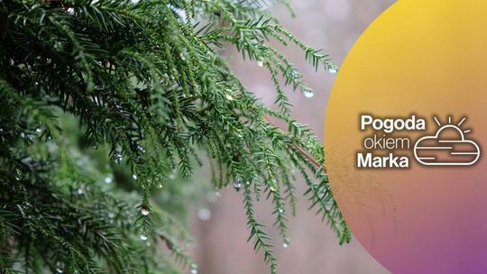 zdjęcie przedstawia zmarznięte liście