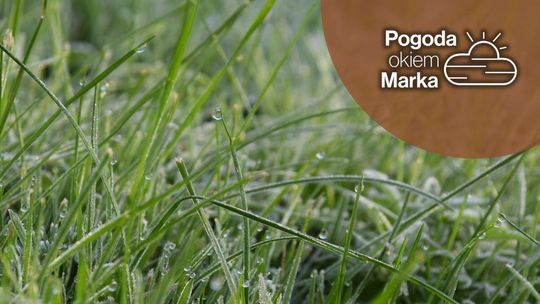 zdjęcie przedstawia zmrożoną trawę