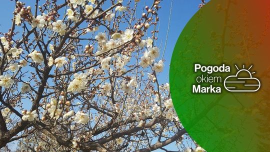 zdjęcie przedstawia kwiaty na drzewie