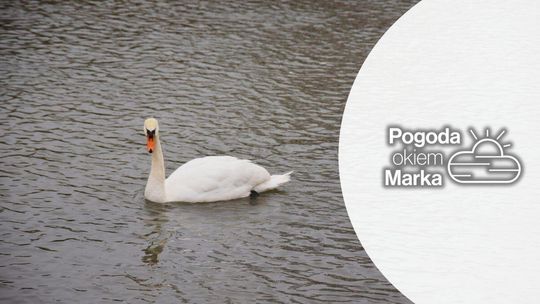 zdjęcie przedstawia łabędzia na wodzie