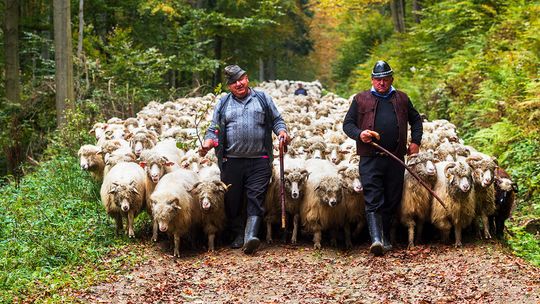Przed bacą, juhasami i owieczkami ponad 150 km wędrówki