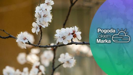 zdjęcie przedstawia kwiaty na drzewie