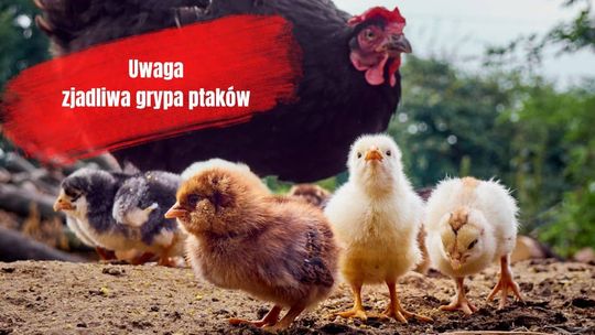 Znalazłeś większą liczbę padłych, dzikich ptaków? Informuj!