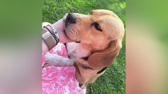 zdjęcie przedstawia zaginionego psa w miejscowości Racławice