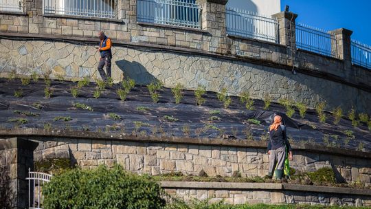 Skarpa przy Bazylice zamieni się w ogród. Trwają nasadzenia [FOTO/VIDEO]