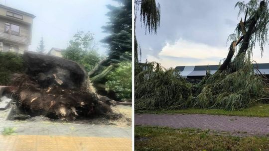 połamane i wyrwane z korzeniami drzewa