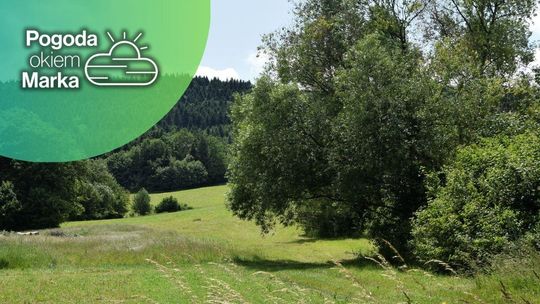 Łąka z drzewami w słoneczną pogodę