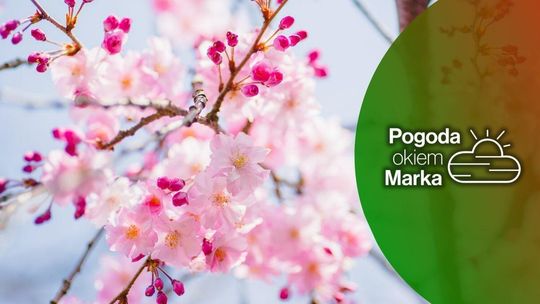 zdjęcie przedstawia kwiat na drzewie