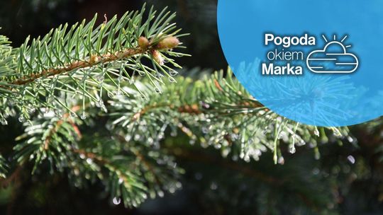 Sobota najpierw ładna i słoneczna, ale później... | Prognoza pogody na dziś - halogorlice.info zdjęcie przedstawia gałązki świerku