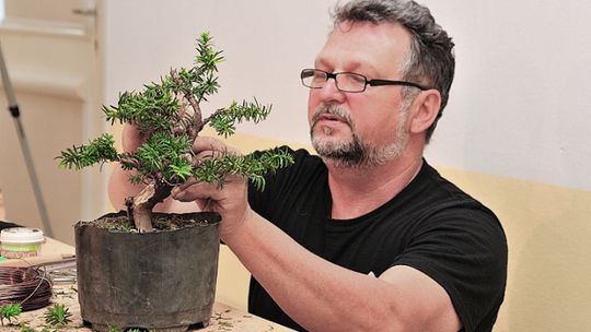 Sobota pod znakiem bonsai