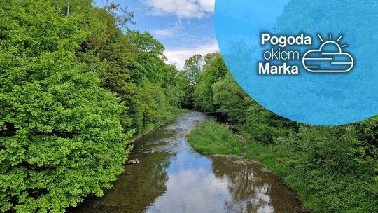 zdjęcie przedstawia koryto rzeki z zaroślami