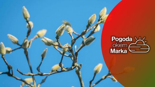 zdjęcie przedstawia pąki na drzewie