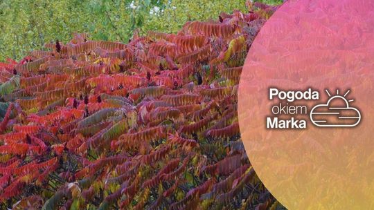 Sobota z gorszą aurą | Prognoza pogody na dziś - halogorlice.info zdjęcie przedstawia czerwone liście