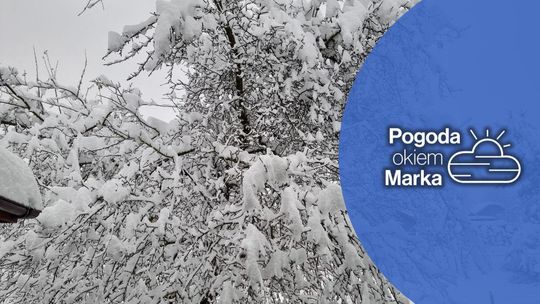 zdjęcie przedstawia ośnieżone drzewo