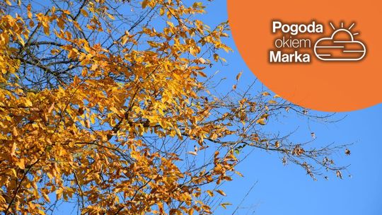 Sobota z zachmurzeniem | Prognoza pogody na dziś - halogorlice.info zdjęcie przedstawia żółte liście na drzewie