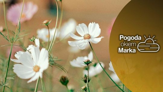 Majowa sobota za stabilną aurą | Prognoza pogody na dziś - halogorlice.info zdjęcie przedstawia polne kwiaty