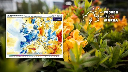 żółte kwiaty, obok grafika pogody w Europie