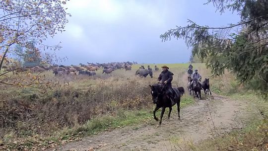 Spęd koni huculskich. Widok zapiera dech w piersiach