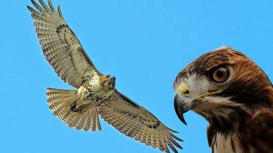 zdjęcie przedstawia jastrzębia w locie, drugi patrzy z boku