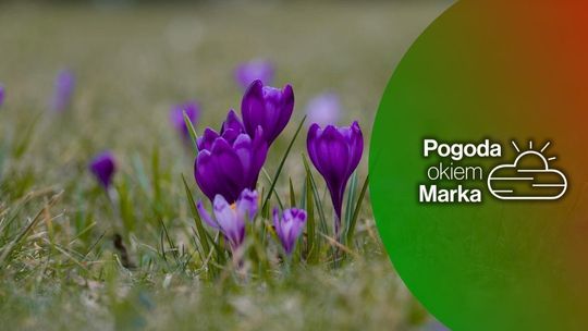 zdjęcie przedstawia fioletowe kwiaty rosnące na trawie