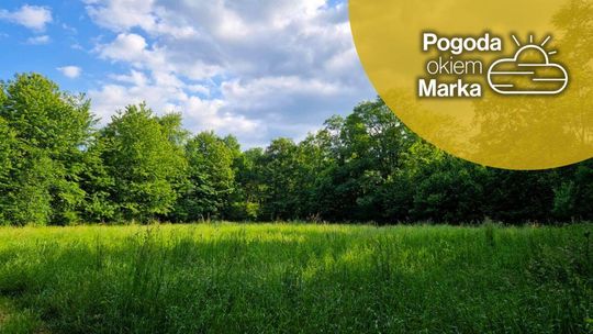 zdjęcie przedstawia park z drzewami