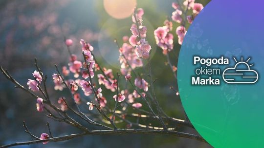 Środa pochmurna i chłodniejsza niż wtorek | Prognoza pogody na dziś - halogorlice.info zdjęcie przedstawia kwiaty na drzewie