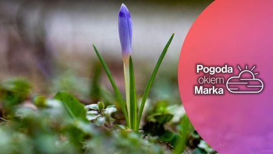 zdjęcie przedstawia fioletowego kwiatka na łące