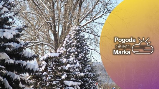 zdjęcie przedstawia gałęzie drzewa w śniegu