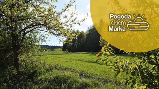 zdjęcie przedstawia gałęzie drzew w sadzie