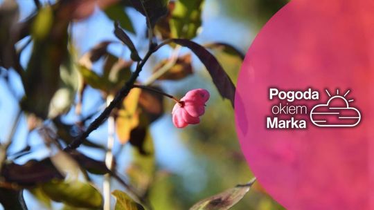 Środa ze słońcem i jesiennym ciepłem | Prognoza pogody na dziś - halogorlice.info zdjęcie przedstawia owoc na drzewie