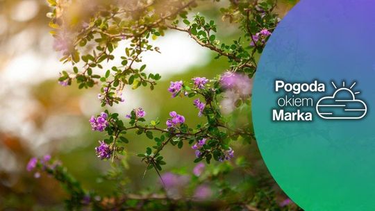 zdjęcie przedstawia fioletowe kwiaty na krzaku