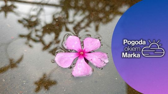 zdjęcie przedstawia kwiat leżący w kałuży wody