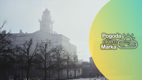 zdjęcie przedstawia drzewa na rynku, w tle ratusz