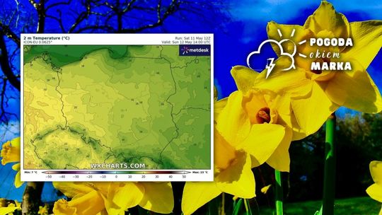 żółte kwiaty w tle niebieskie niebo, obok grafika z prognozą tempreatury w polsce