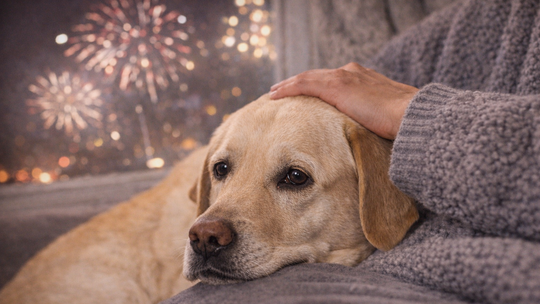zdjęcie przedstawia wystraszonego psa w noc sylwestrową