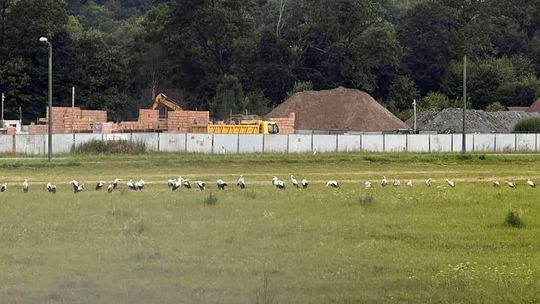 zdjęcie przedstawia stado bocianów siedzące na polu