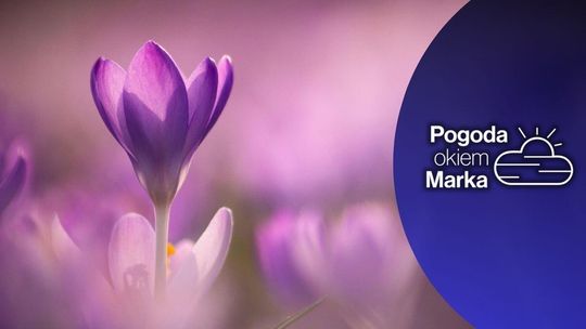 zdjęcie przedstawia fioletowy kwiat