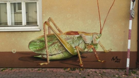 Taki świerszczyk to nic zdrożnego! Znamy już zarys kolejnego owada [FOTO]