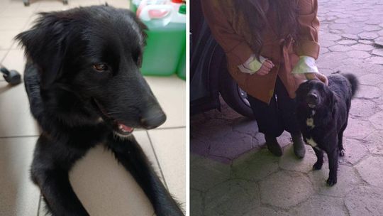 zdjęcie przedstawia czarnego psa