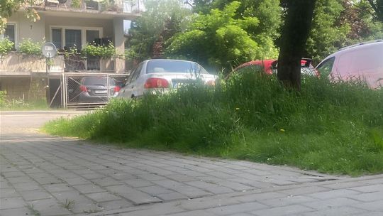 zdjęcie przedstawia trawę na osiedlu w mieście