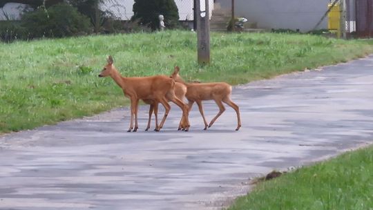 zdjęcie przedstawia trzy sarenki na ulicy w gorlicach