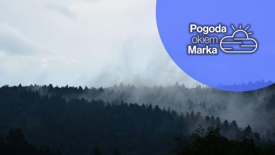 zdjęcie przedstawia mgłę nad lasem