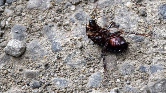 Uwaga. Problem z karaluchami przy ul. Węgierskiej. Jak się ich pozbyć?