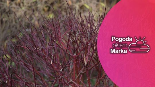 W czwartek nie zmieni się temperatura, wszystko inne już tak | Prognoza pogody - halogorlice.info zdjęcie przedstawia kolorowe gałązki krzewu na gorlickim rynku