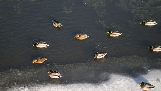 zdjęcie przedstawia kaczki w rzece