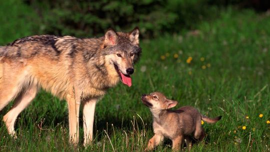 W gminie Gorlice odnotowano obecność wilków