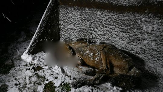 martwe zwierzę leżąc na łyżce koparki