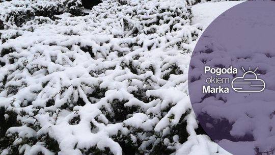 zdjęcie przedstawia zarośla pokryte śniegiem