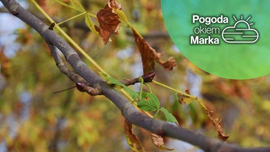 zdjęcie przedstawia żółte liście na drzewie