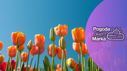 zdjęcie przedstawia tulipany